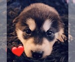 Small Photo #41 Alaskan Malamute Puppy For Sale in MIDWEST CITY, OK, USA
