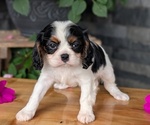 Small #8 Cavalier King Charles Spaniel