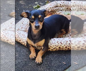 Chiweenie Dogs for adoption in Cranston, RI, USA