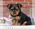 Small #2 Yorkshire Terrier
