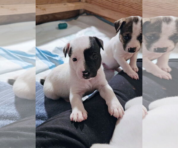 Medium Photo #1 Labrador Retriever-Unknown Mix Puppy For Sale in Rockaway, NJ, USA