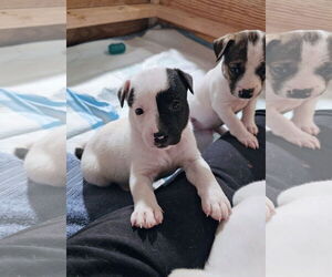 Labrador Retriever-Unknown Mix Dogs for adoption in Rockaway, NJ, USA