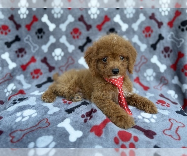 Medium Photo #8 Cock-A-Poo Puppy For Sale in LAKELAND, FL, USA