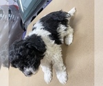 Small Photo #15 Maltipoo Puppy For Sale in JASPER, GA, USA