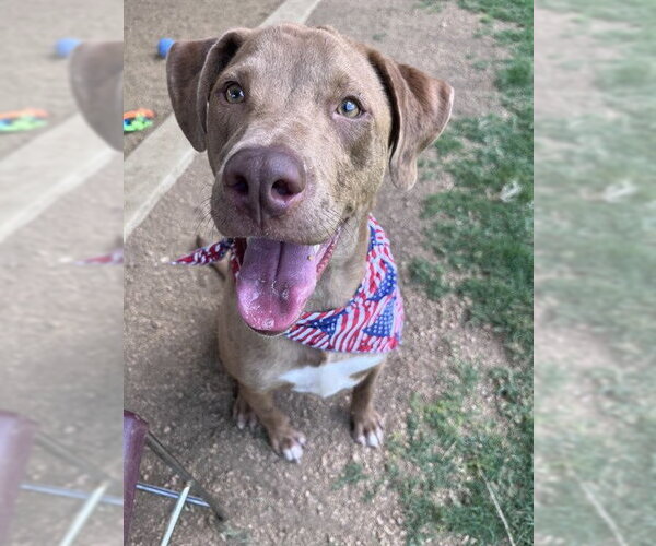 Medium Photo #1 Catahoula Leopard Dog-Unknown Mix Puppy For Sale in Plano, TX, USA