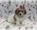 Small Photo #7 Lhasa Apso Puppy For Sale in LAKELAND, FL, USA