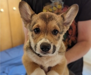 Medium Pembroke Welsh Corgi