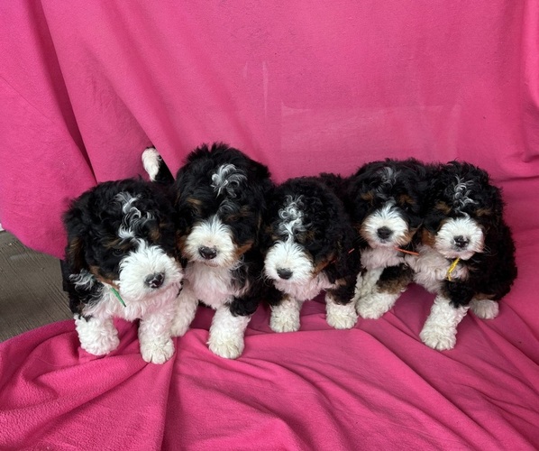 Medium Photo #1 Bernedoodle (Miniature) Puppy For Sale in BOWLING GREEN, KY, USA