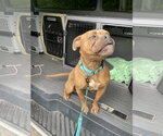 Small #17 American Bulldog Mix