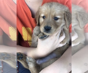 Golden Retriever Puppy for sale in GOSHEN, IN, USA