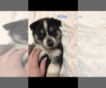 Small Photo #22 Siberian Husky Puppy For Sale in WASHBURN, WI, USA