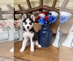 Small #1 Pomsky