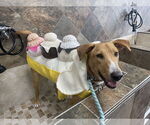 Small #2 Labrador Retriever-Rhodesian Ridgeback Mix