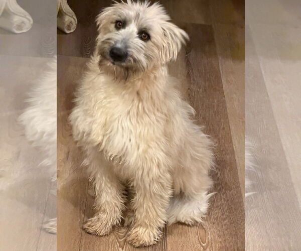 Medium Photo #14 Mutt Puppy For Sale in Sandy, UT, USA