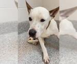 ACE - Male Siberian Husky-Unknown Mix Dog for Adoption - Small photo