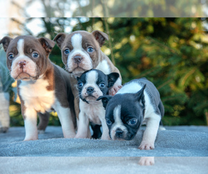 Boston Terrier Litter for sale in NORTH BLOOMFIELD, OH, USA