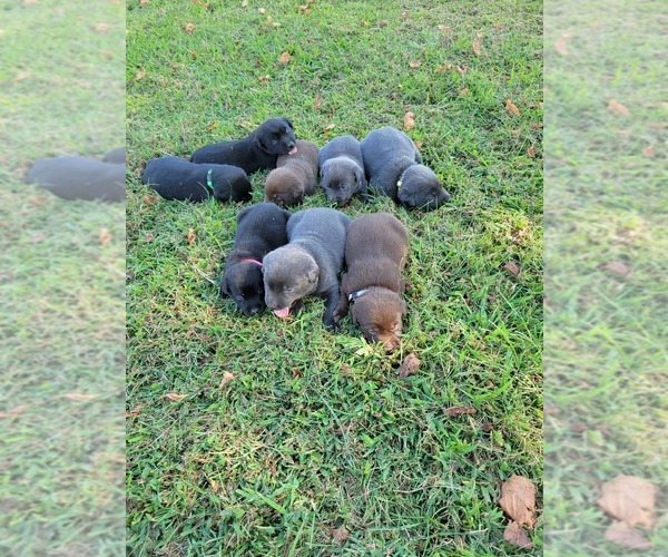 Medium Photo #2 Labrador Retriever Puppy For Sale in CONNELLYS SPRINGS, NC, USA