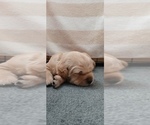 Puppy Puppy 3 Golden Retriever