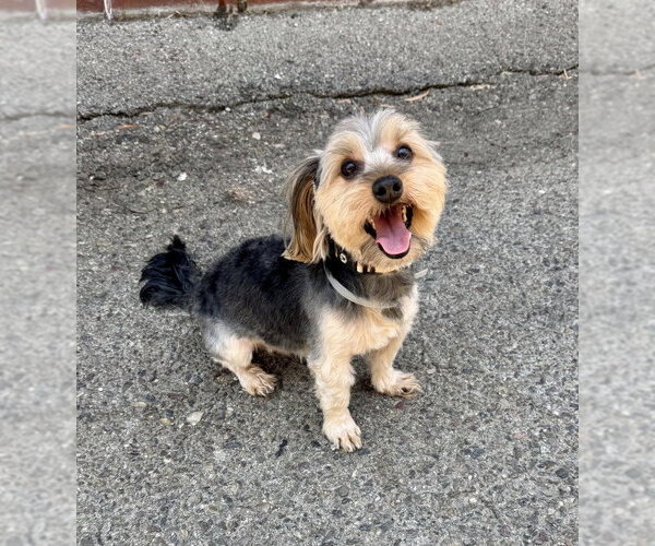 Medium Photo #2 Mutt Puppy For Sale in Marina Del Rey, CA, USA