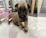 Small Photo #73 Belgian Malinois Puppy For Sale in REESEVILLE, WI, USA