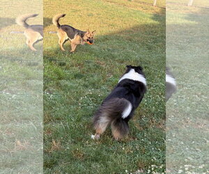 Flynn - Male German Shepherd Dog Dog for Adoption - Photo #3