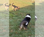 Small #2 German Shepherd Dog