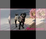 Small Photo #1 Pug Puppy For Sale in MOSELLE, MS, USA
