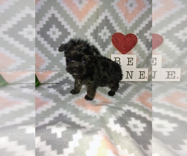 Medium Photo #20 Poodle (Toy) Puppy For Sale in LAPEER, MI, USA