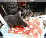 Small #3 Shetland Sheepdog