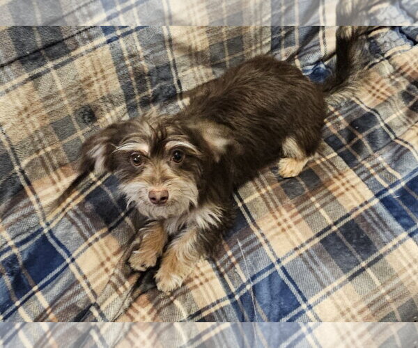 Medium Photo #1 ShiChi Puppy For Sale in Oakhurst, NJ, USA