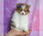 Small Photo #67 Pomeranian Puppy For Sale in WARSAW, IN, USA