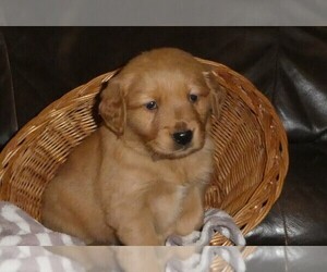 Medium Golden Retriever