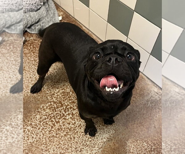 Medium Photo #2 Pug Puppy For Sale in Salinas, CA, USA