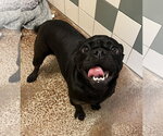 Small #1 Pug