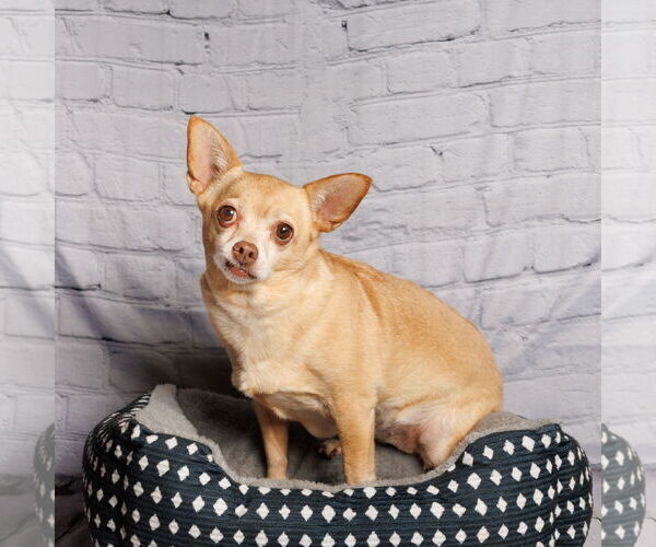 Medium Photo #9 Chihuahua-Unknown Mix Puppy For Sale in McKinney, TX, USA