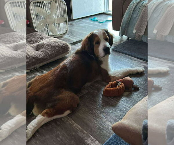 Medium Photo #5 Great Pyrenees-Saint Bernard Mix Puppy For Sale in Oakhurst, NJ, USA