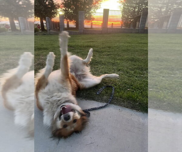 Medium Photo #4 Australian Shepherd-Collie Mix Puppy For Sale in Dana Point, CA, USA