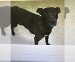 Small #2 Labrador Retriever Mix