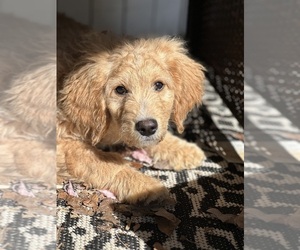 Goldendoodle Dogs for adoption in LOUISA, VA, USA