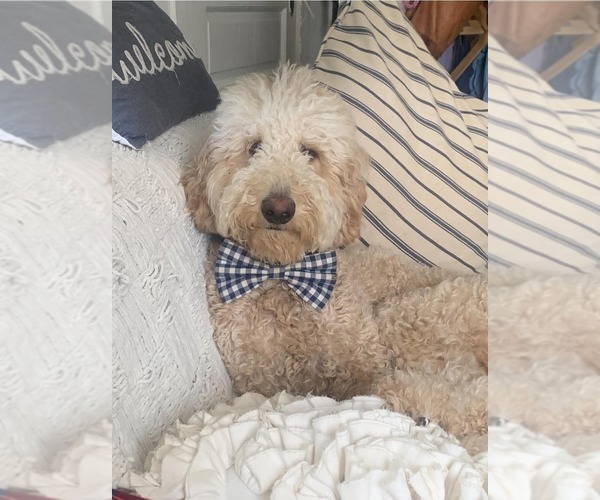Medium Photo #1 Goldendoodle Puppy For Sale in LEBANON, TN, USA