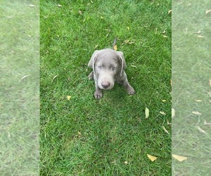 Labrador Retriever Puppy for Sale in SAINT CHARLES, Illinois USA