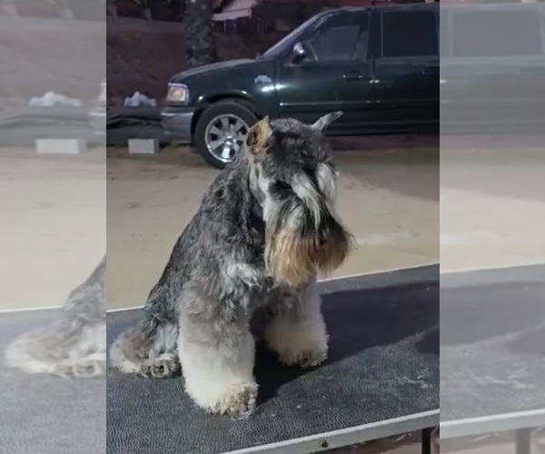 Medium Photo #5 King Schnauzer Puppy For Sale in MORENO VALLEY, CA, USA