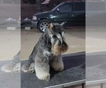 Small #4 King Schnauzer