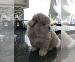 Small Photo #9 Chow Chow Puppy For Sale in VALLEJO, CA, USA