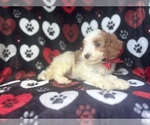 Small #4 Cavapoo