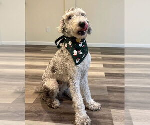 Poodle (Standard)-Unknown Mix Dogs for adoption in Farmington, MN, USA