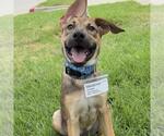 Small #13 Boxer Mix
