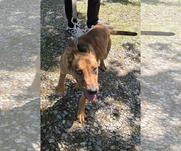 Medium Photo #3 Mutt Puppy For Sale in Rustburg, VA, USA