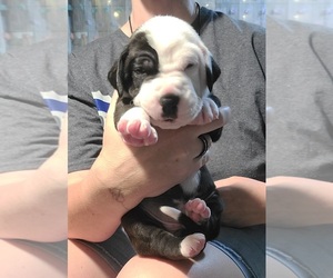 Great Dane Puppy for sale in HOUGHTON LAKE, MI, USA