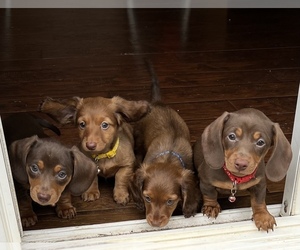 Dachshund Puppy for sale in LIBERTY, SC, USA